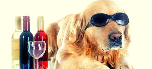 Gift for Dog Lovers asobuBottle.com