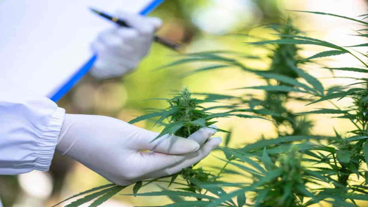 Can CBD Flower Help Treat Skin Infections 