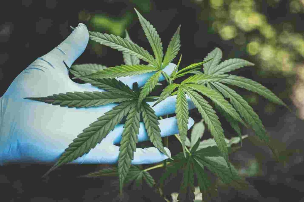 Can CBD Flower Help Treat Skin Infections 